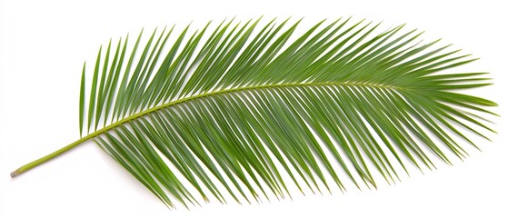 Obraz premium Single Lush Green Palm Leaf Isolated on White Background