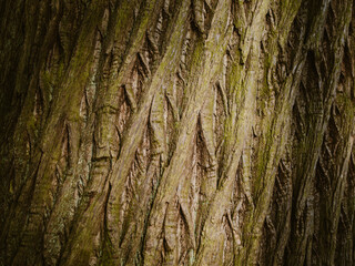 Texture of bark on tree trunk