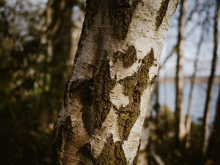 Fototapeta premium Texture of bark on tree trunk