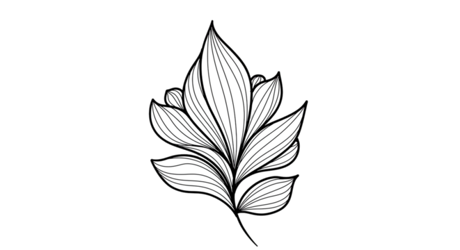 Leaves, Botanical Illustration, Black and White, Plant, Nature, Drawing