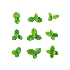 Twelve Fresh Mint Sprigs Isolated on Transparent Background - Culinary Herb Collection