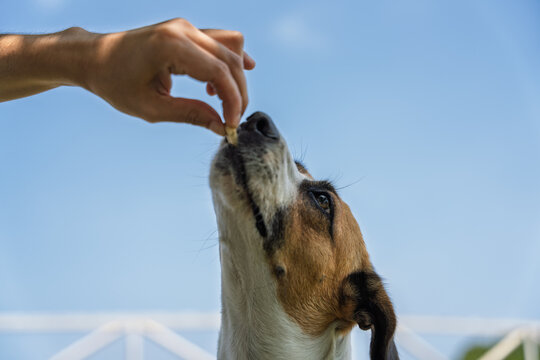 Owner giving treat to dog outdoors, pet care and love