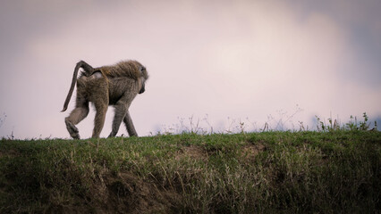 babbuino kenya monkey africa wildlife