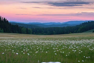 Meadow at dawn, a serene landscape of wildflowers and hills.  A vast field of white wildflowers stretches across the foreground, bathed in the soft light of dawn. 