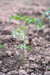tomato seedling