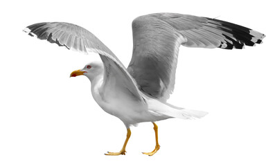 Close up Yellow-legged gull, Larus michahellis, isolated on white, clipping path