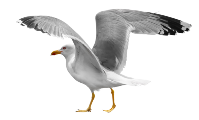 Close up Yellow-legged gull, Larus michahellis, isolated on white, clipping path