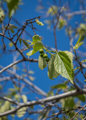 Celtis caucasica. tree. dardagan. citlenbik.
