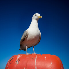 Obraz premium Llandudno, Wales, United Kingdom, 5th May2025, perched seagull on a life ring
