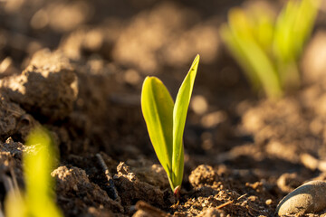 Corn sprouts are breaking through the earth, revealing their fresh green leaves in a sunlit field, showcasing life and growth in agriculture during the day