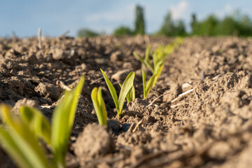 Delicate corn sprouts push through rich soil in a vibrant field, signaling the start of the growing season on a sunny day with few clouds