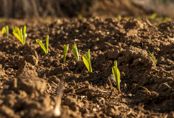 Fresh corn sprouts break through the rich, dark soil of a field, showcasing the promise of new growth in a rural setting as spring sunlight fosters their development