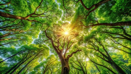 Dense forest canopy with sunlight filtering through, Rosewood tree, natural landscape , green leaf