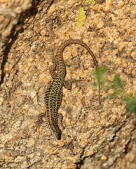 Lagartijas, ranas y fauna herpetológica del suroeste de la Península Ibérica