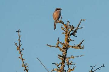 Biodiversidad de aves en el entorno de Los Barruecos, Cáceres, Extremadura.