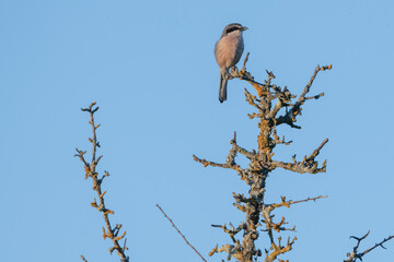 Biodiversidad de aves en el entorno de Los Barruecos, Cáceres, Extremadura.