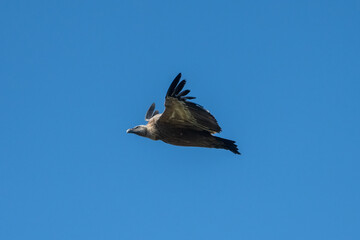 Aves rapaces y aves zancudas en hábitats mediterráneos y humedales ibéricos, biodiversidad de aves en el Parque Nacional de Monfragüe