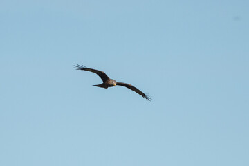Aves rapaces y aves zancudas en hábitats mediterráneos y humedales ibéricos, biodiversidad de aves en el Parque Nacional de Monfragüe