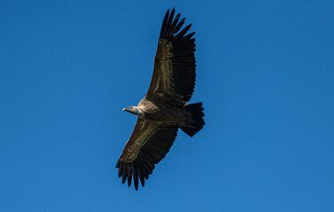 Aves rapaces y aves zancudas en hábitats mediterráneos y humedales ibéricos, biodiversidad de aves en el Parque Nacional de Monfragüe