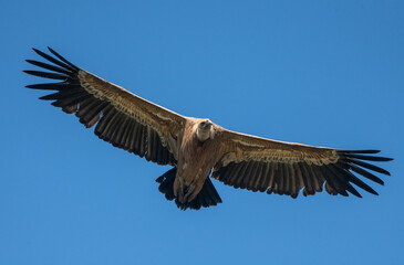 Aves rapaces y aves zancudas en hábitats mediterráneos y humedales ibéricos, biodiversidad de aves en el Parque Nacional de Monfragüe