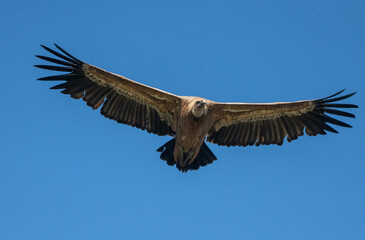 Aves rapaces y aves zancudas en hábitats mediterráneos y humedales ibéricos, biodiversidad de aves en el Parque Nacional de Monfragüe