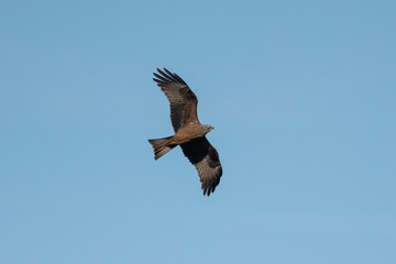 Aves rapaces y aves zancudas en hábitats mediterráneos y humedales ibéricos, biodiversidad de aves en el Parque Nacional de Monfragüe