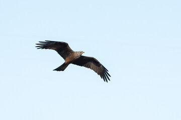 Aves rapaces y aves zancudas en hábitats mediterráneos y humedales ibéricos, biodiversidad de aves en el Parque Nacional de Monfragüe