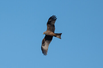 Aves rapaces y aves zancudas en hábitats mediterráneos y humedales ibéricos, biodiversidad de aves en el Parque Nacional de Monfragüe