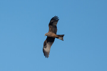 Aves rapaces, aves zancudas  y otras especies en hábitats mediterráneos y humedales ibéricos. Biodiversidad de aves en el Parque Nacional de Monfragüe