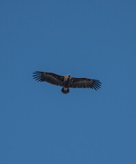 Aves rapaces, aves zancudas  y otras especies en hábitats mediterráneos y humedales ibéricos. Biodiversidad de aves en el Parque Nacional de Monfragüe