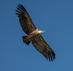 Aves rapaces, aves zancudas  y otras especies en hábitats mediterráneos y humedales ibéricos. Biodiversidad de aves en el Parque Nacional de Monfragüe
