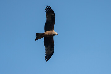 Aves rapaces, aves zancudas  y otras especies en hábitats mediterráneos y humedales ibéricos. Biodiversidad de aves en el Parque Nacional de Monfragüe