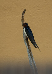 Aves rapaces, aves zancudas  y otras especies en hábitats mediterráneos y humedales ibéricos....
