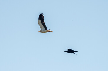 Aves rapaces, aves zancudas  y otras especies en hábitats mediterráneos y humedales ibéricos. Biodiversidad de aves en el Parque Nacional de Monfragüe