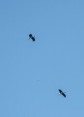 Aves rapaces, aves zancudas  y otras especies en hábitats mediterráneos y humedales ibéricos....
