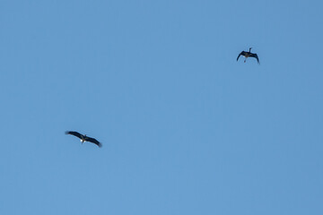 Aves rapaces, aves zancudas  y otras especies en hábitats mediterráneos y humedales ibéricos. Biodiversidad de aves en el Parque Nacional de Monfragüe