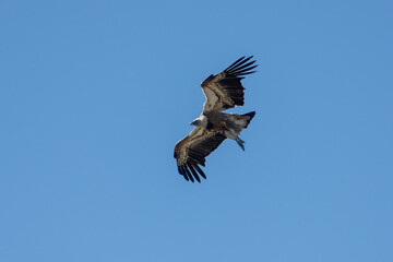 Aves rapaces, aves zancudas  y otras especies en hábitats mediterráneos y humedales ibéricos. Biodiversidad de aves en el Parque Nacional de Monfragüe
