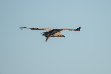 Aves rapaces, aves zancudas  y otras especies en hábitats mediterráneos y humedales ibéricos. Biodiversidad de aves en el Parque Nacional de Monfragüe