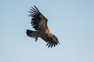 Aves rapaces, aves zancudas  y otras especies en hábitats mediterráneos y humedales ibéricos. Biodiversidad de aves en el Parque Nacional de Monfragüe