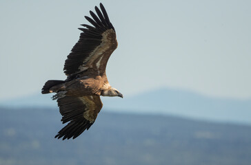 Aves rapaces, aves zancudas  y otras especies en hábitats mediterráneos y humedales ibéricos....