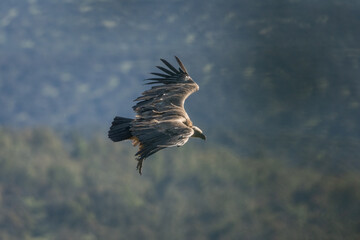 Aves rapaces, aves zancudas  y otras especies en hábitats mediterráneos y humedales ibéricos. Biodiversidad de aves en el Parque Nacional de Monfragüe