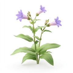 Three delicate lavender flowers bloom on a cluster of foliage.