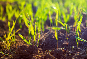 Early growth stage of sprouts, small cereal seedlings, rising up from soil. Agriculture concept showing new life of plants.