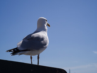 Bridlington, United Kingdom, 13th April 2025, seagull on Bridlington sea front.