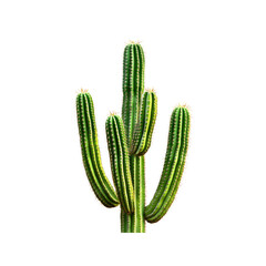 Majestic Organ Pipe Cactus on Transparent Background  A Stunning Botanical Image