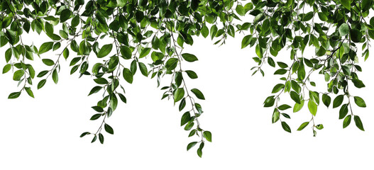 Lush Green Foliage Cascading Down From An Unseen Branch Against A Clean White Backdrop The Leaves Create A Natural Border Or Frame With A Sense Of Tranquility And Growth
