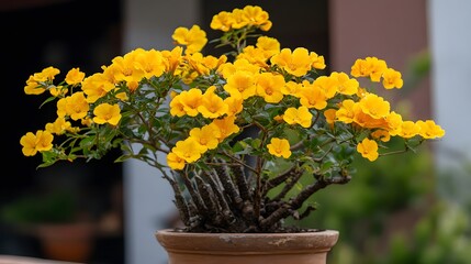 Fototapeta premium Vibrant Yellow Flowering Bonsai Tree in Pot