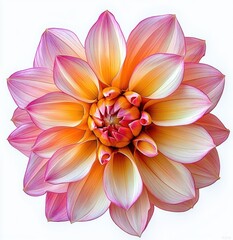 Fototapeta premium Close-up of a vibrant flower with layered petals in shades of orange, pink, and cream, forming a symmetrical and visually striking pattern against a white background