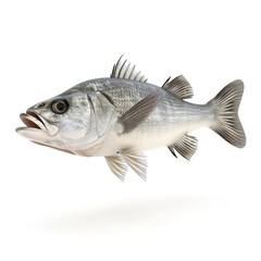 Fototapeta premium Grey fish, profile view, isolated on white background.