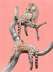 Leopards ona branch
